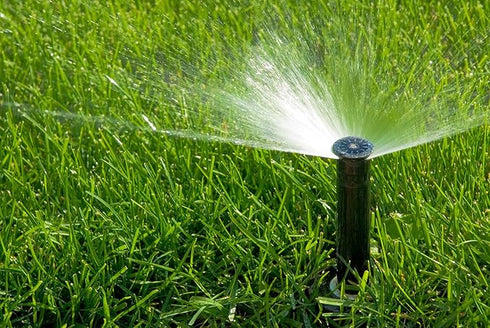Navika Original And Pure Bermuda Grass Seeds